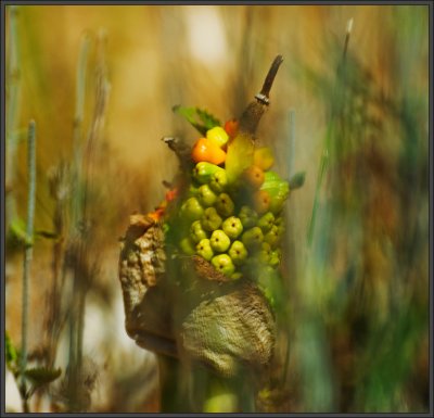 Colorful stalk in the field