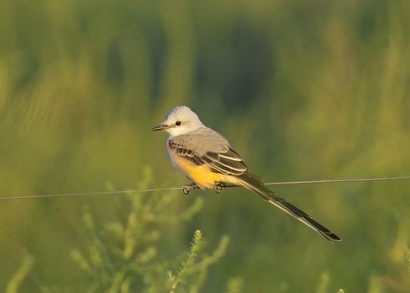 scissor tail sundown