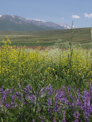 Aksu Djabagly, Kazakhstan