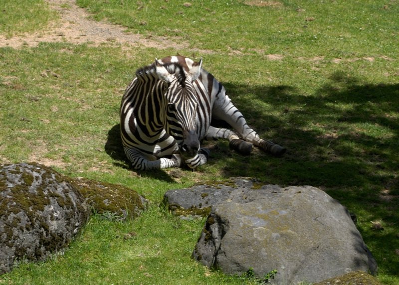 Zebra 1