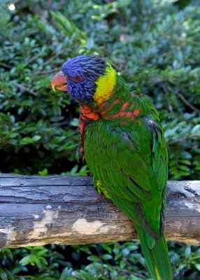 Lorikeet