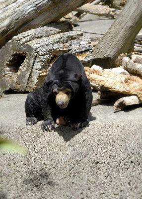 Sun Bear