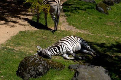 Zebra Nap Time