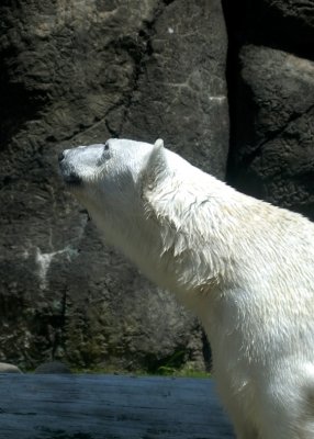 Polar Bear