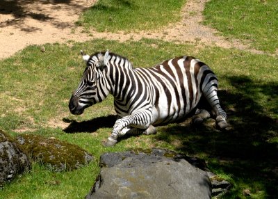 Zebra 2