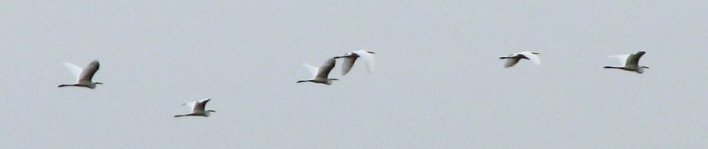 Egrets headed upstream