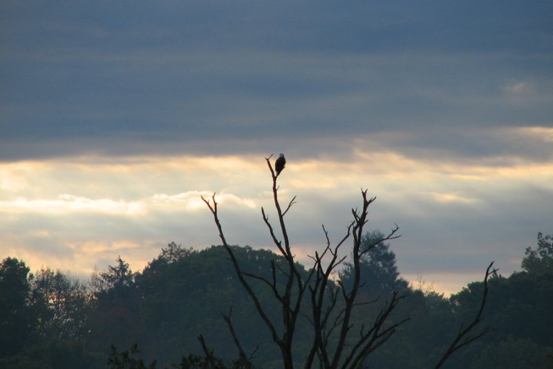 The bald eagle surveys its surroundings