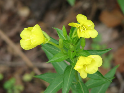 Wild flowers by the trail