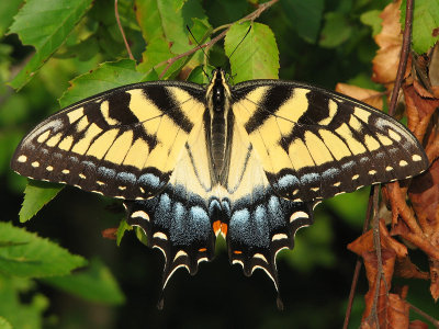 Tiger Swallowtail