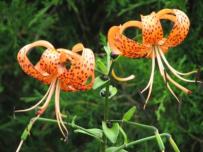 Closeup of Turk's-cap lilies