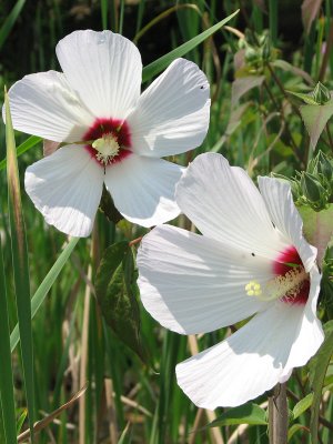 Closeup of white flowers