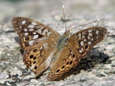 Unknown butterfly_1