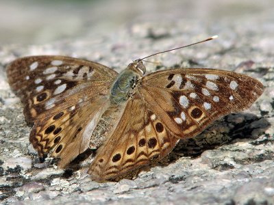 Unknown butterfly_4