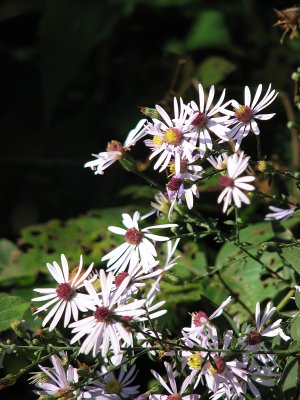 Reaching for the sun