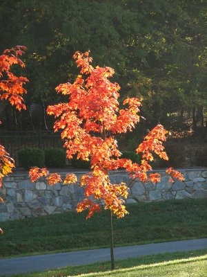 Fiery approach of Autumn