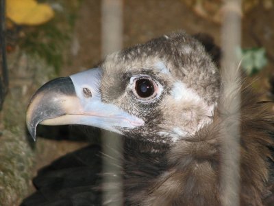 Eye of the raptor (through the bars)