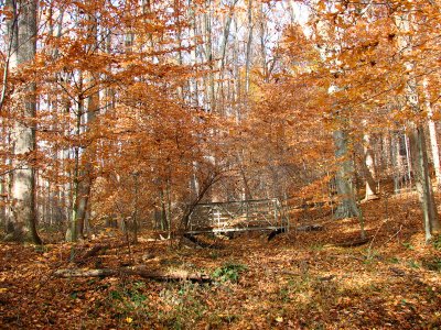 The bridge on the trail