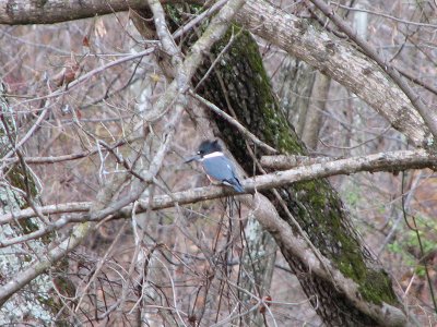 The closest I could get to the kingfisher