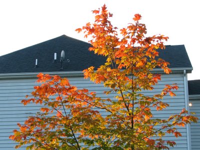 The satellite dish and the maple tree in the morning light