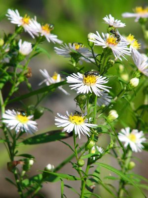 Feasting on the flowers