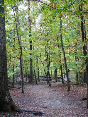 The woods beckon