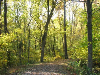 The sun lights up the trees near the Monocacy aqueduct