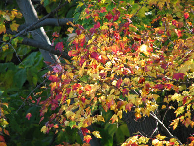 Leaves with both red and yellow