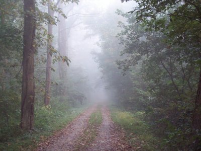 Morning mist on trail