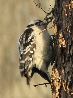 Downy Woodpecker_3?