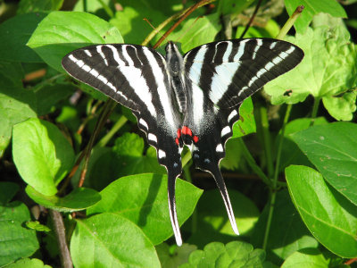 A Swallowtail