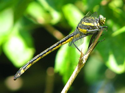 Black-shouldered Spinyleg