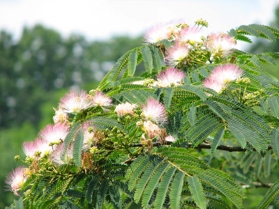 Mimosa flowers