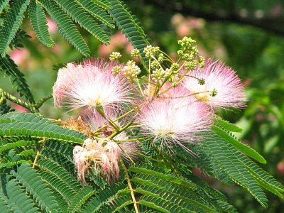 Closeup of Mimosa flower