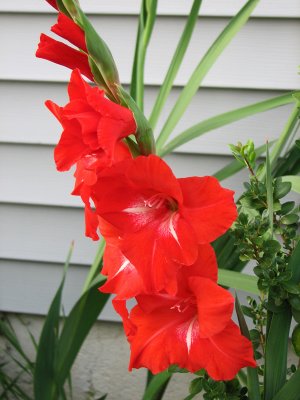 Gladioli_1