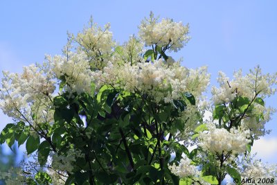 Japanese Tree Liliac