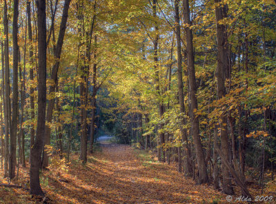 Autumn Woods 2009_ 7