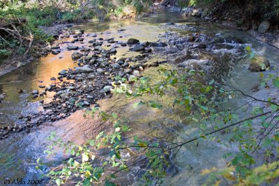 Woodland Stream in Fall 2