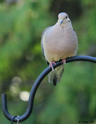 Mourning Dove spring
