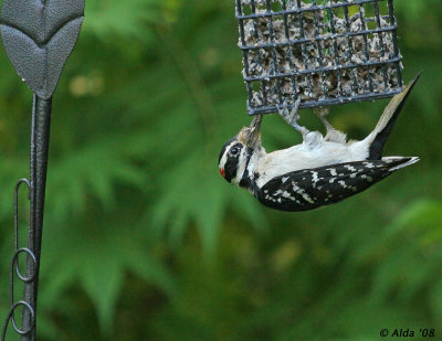 Hairy Woodpecker spring