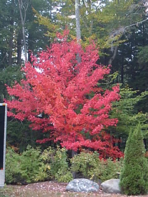 Red maple in back yard.