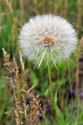 Prairie Dandelion