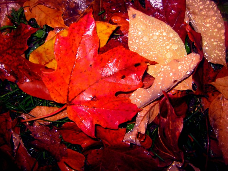 aaahhhooosome autumn rainfest...