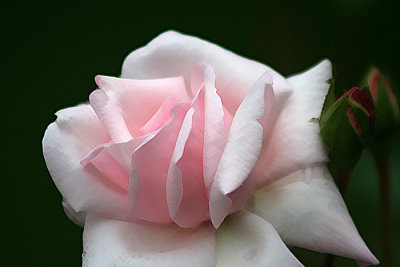 The Last Rose of Summer