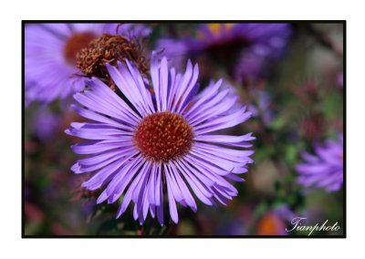 Purple Aster