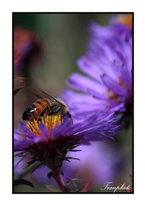 Bee and Purple Aster
