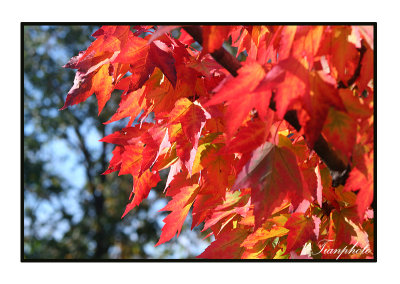 Autumnal Color