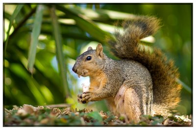 squirrel