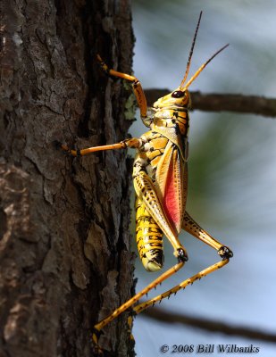 Grasshopper.jpg