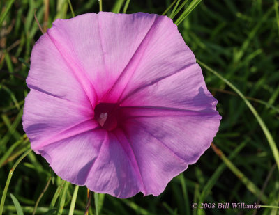 Purple Flower