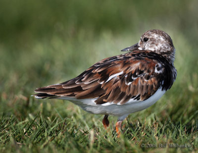 Ruddy Turnstone 10.jpg